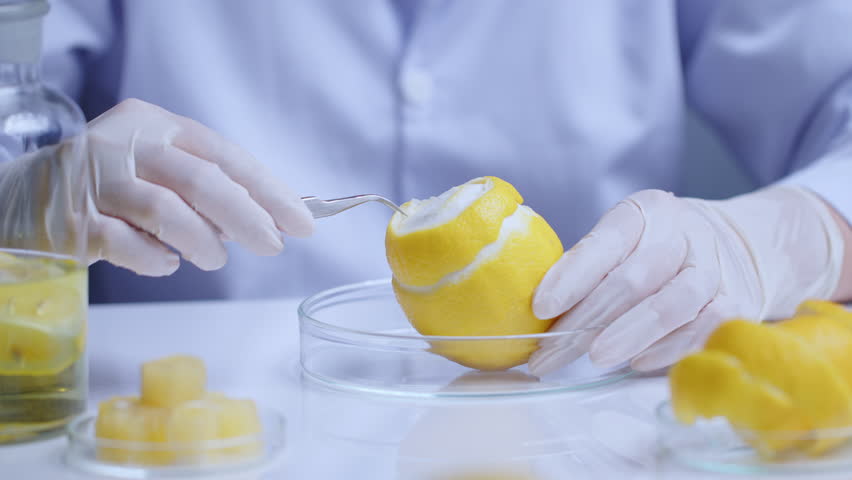 The scientist is taking peel from a fresh lemon, which displayed on a petri dish in center of laboratory table, surrounded by some other lab utensils. Video was shot from close up front view