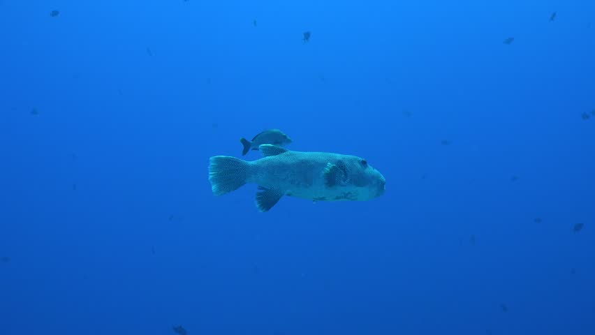Big starry pufferfish swimming in the blue