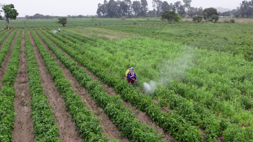 Farmers spraying chemicals and pesticides on good and vegetable crops