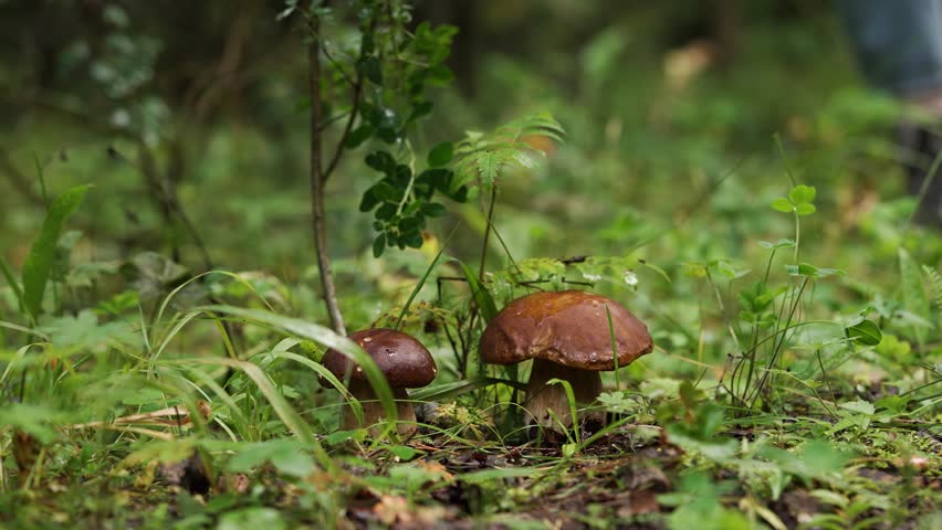 Woman bends over to pick porcini mushrooms from forest floor with grass and fallen leaves. Leisure activity for curious people appreciating serene experience of spending time foraging in wild nature