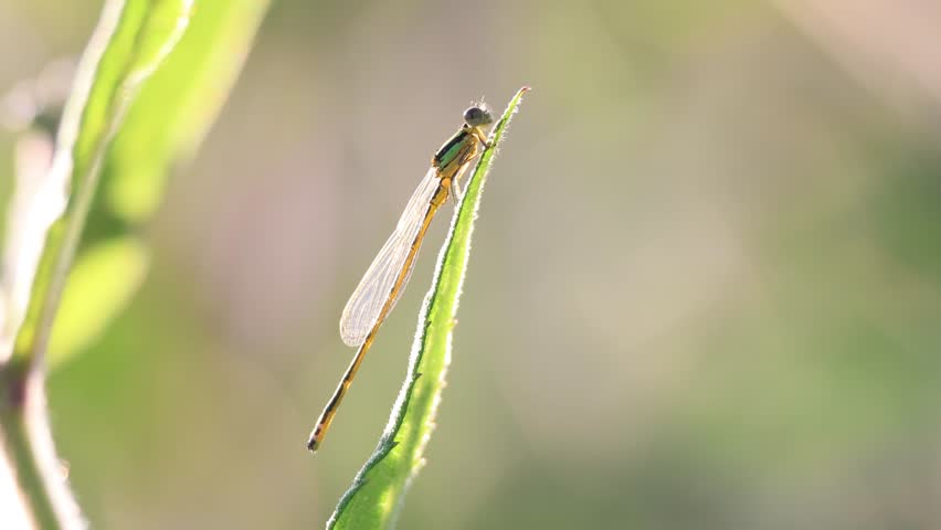 Close up view of Damselfly on a grass blade.