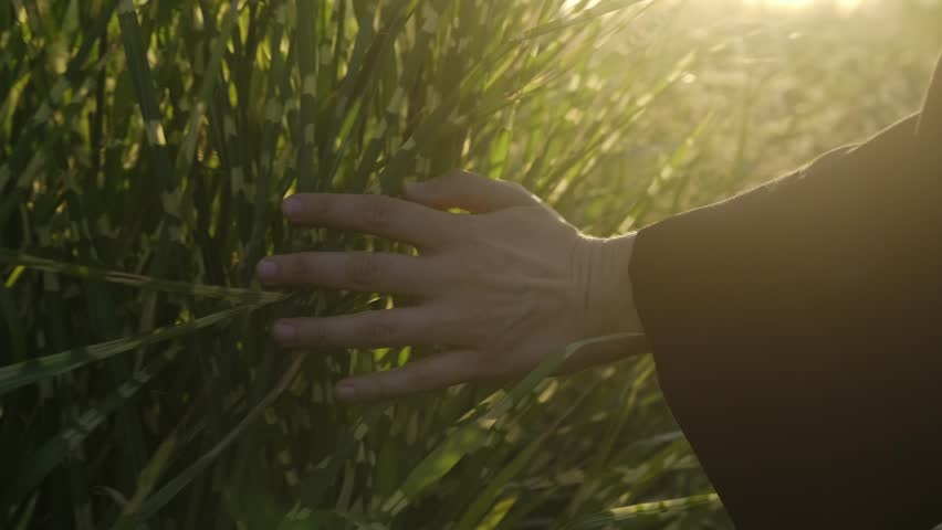A woman's hand, illuminated by the setting sun, moving and touches cereal plants with her fingertips. Nature in an urban environment, man and nature.