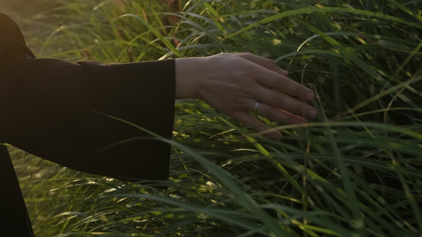 A young woman walks in a city park and touches the tips of her fingers on cereal plants, enjoying nature. The rays of the sunset illuminate the plants, a beautiful park for city dwellers to relax.