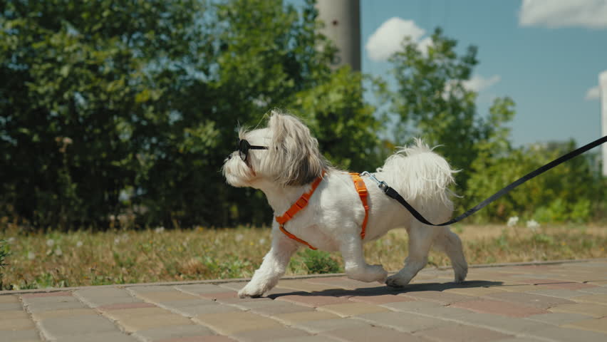 A small Shih Tzu dog is walking on a leash on a sunny day. The dog is wearing an orange harness and black sunglasses, looking stylish and confident