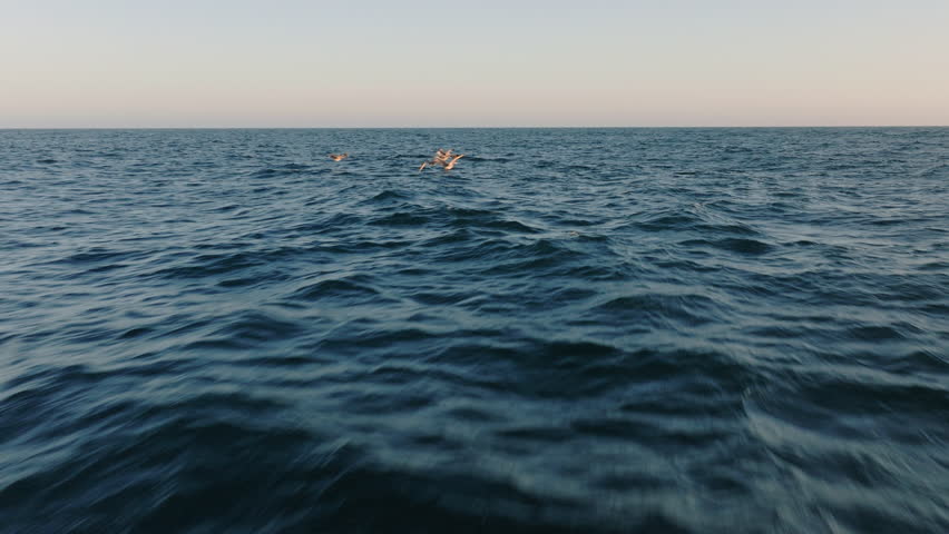 Experience the serene beauty of nature in a stunning 4K video of pelicans gracefully flying over the calm ocean at sunset, capturing the majestic flight of these birds in slow motion