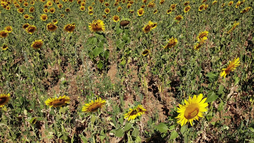 Aerial view. Agricultural field with blooming yellow sunflowers by summertime. Provence in France.