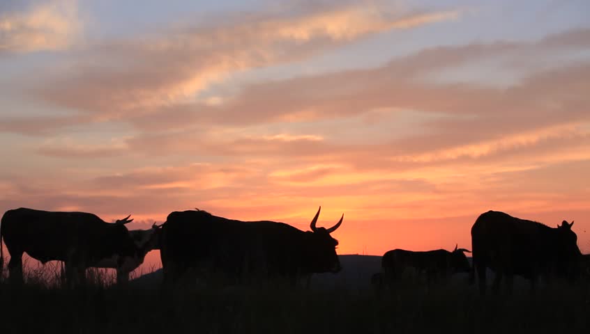 A medium shot of cattle silhouetted at sunrise .