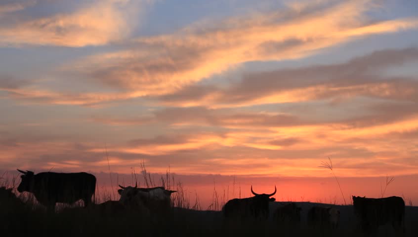 A wide silhouette shot of cattle walking around at sunrise with a person in the