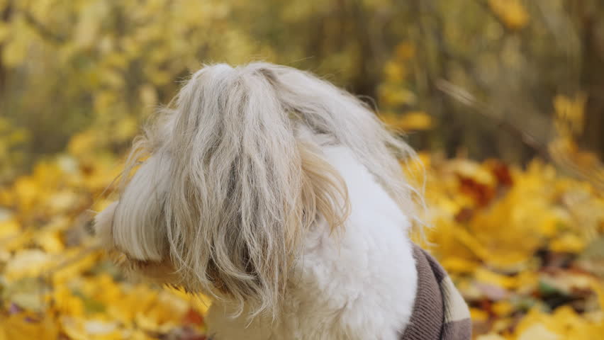 A Shih Tzu dog sits on yellow autumn leaves, wearing a striped sweater. The dog holds a thin twig in its mouth