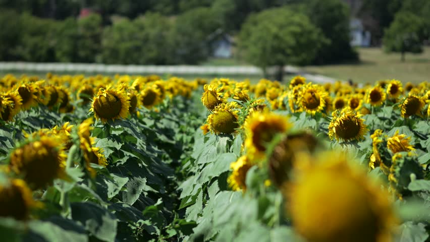 Roadside Kansas Sunflowers Captivate Residents and Visitors Alike - State Flower