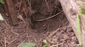 two mice come out of the mouse hole - Powered by Shutterstock - Get 15% off with code: PIKWIZARD15