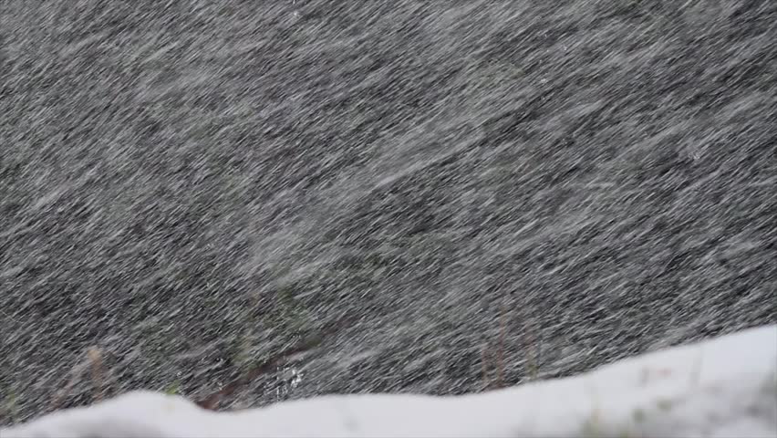 snow blizzard close up in pine forest, Braemar, Scotland