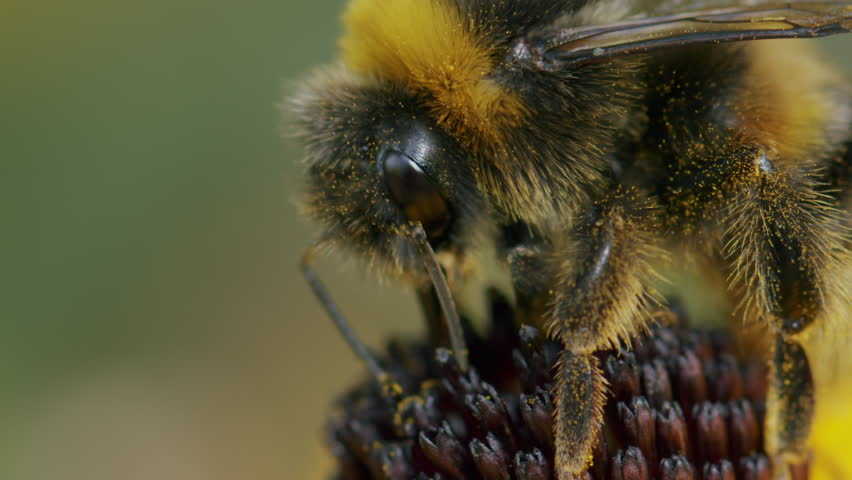 Bee on flower. Macro insect in nature. Bumblebee closeup.