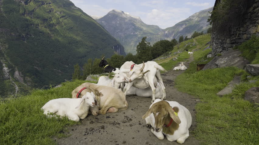 Goat Scratches Head as Tribe of Goats Sleep. Morning. Mountain Region Norway