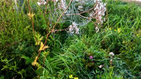 Early morning dew on spider web, motion view - Powered by Shutterstock - Get 15% off with code: PIKWIZARD15