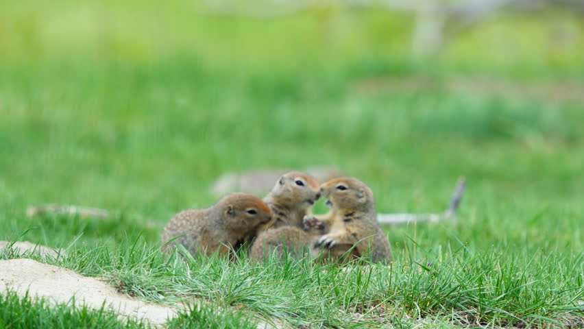 Playful Baby Arctic Ground Squirrel (Urocitellus Parryii) Over Green Grass. Selective Focus Shot