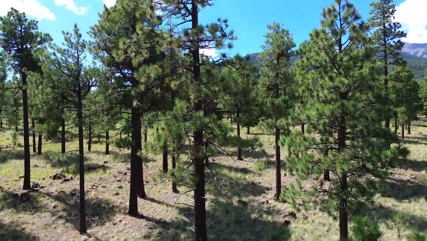 Aerial Views in Coconino National Forest Landscapes near Flagstaff Arizona, America, USA.
