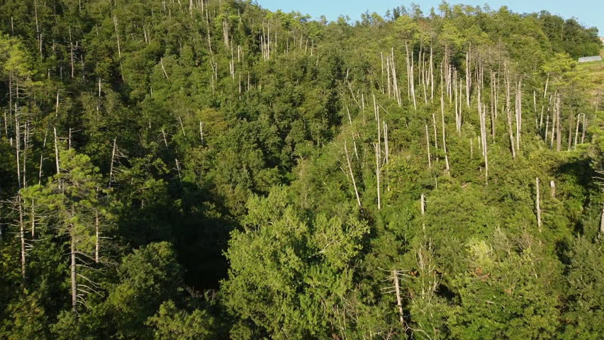 Aerial view capturing the dense forest and tall trees in Cinque Terre, Italy, highlighting the natural beauty and lush greenery of the area.