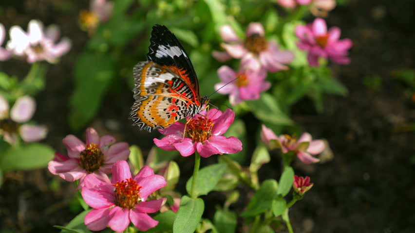Butterfly perched on vibrant pink flowers in garden, bathed in natural sunlight, beauty of nature and biodiversity.