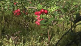natural wild  cowberry with ripe red berries growth in forest at sunny day. macro footage - Powered by Shutterstock - Get 15% off with code: PIKWIZARD15
