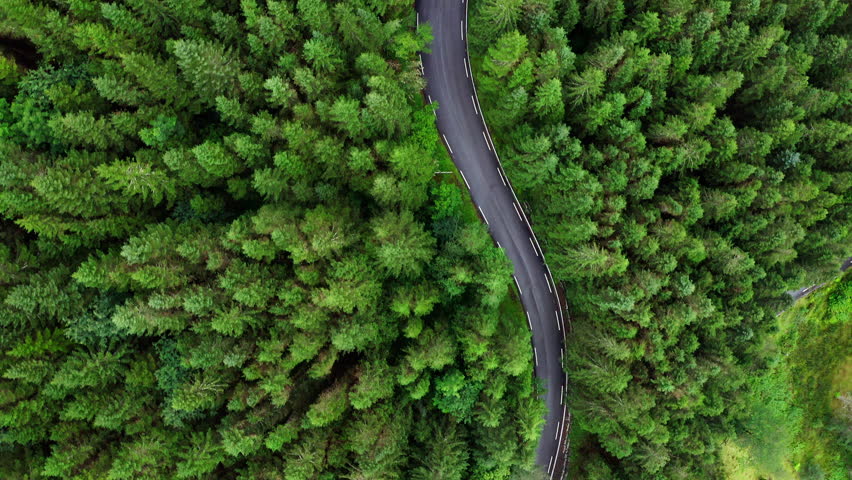 Green Pines trees aerial top flying drone view with curved asphalt empty road. Traveling, transportation and beauty in Nature concept 4K video. Summer Norway, Europe. 