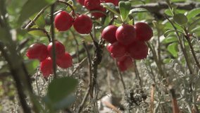 natural wild  cowberry with ripe red berries growth in forest at sunny day. macro footage - Powered by Shutterstock - Get 15% off with code: PIKWIZARD15