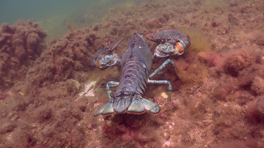 Claw Lobster on Ocean floor