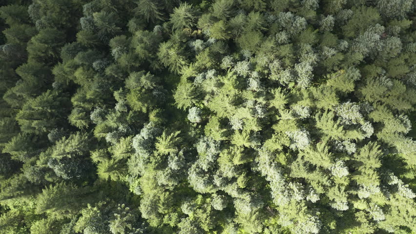 Aerial top down evergreen treetop canopy crowns illuminated by sunlight with shadow covering half, Silver Star Mountain Washington Cascades