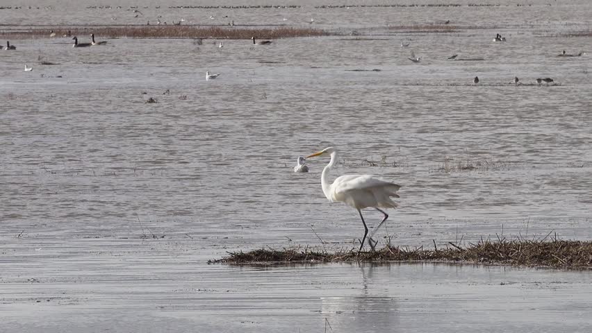 Great white egret takes off and flies Dee Estuary at Parkgate, Wirral, Cheshire, England