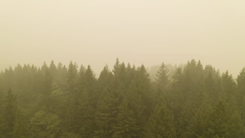 Conifer Trees Covered With Smoky Sky In Forest Park After Wildfire In Portland, Oregon, USA. Aerial Drone Shot