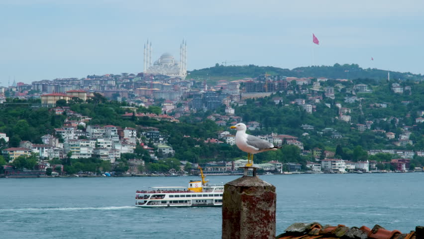 A seagull flies over the Bosphorus with a city ferry and Çamlıca Mosque in the background, captured at 50 frames per second. The video showcases the iconic beauty of Istanbul