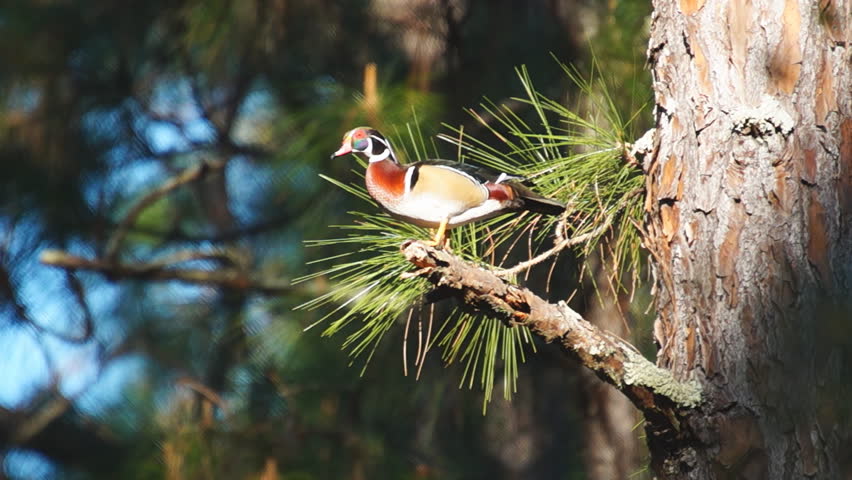 Wood Duck (Aix sponsa) Drake sitting on Pine Limb displaying to females, March