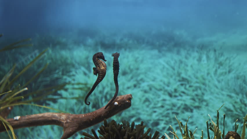Two green seahorses dancing together swimming in blue water column in sunlight in oceanarium aquarium, Slow motion, Follow shot. Underwater marine exotic fauna nature, wild environment. Amazing beauty