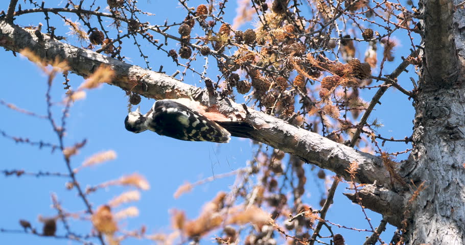  Great spotted woodpecker (Dendrocopos major) feeding on coniferous tree in a sunny day ,bird pecking on tree branch for seeking a worm in wood.