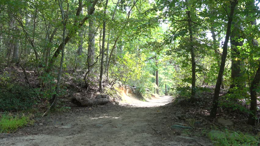 Calvert Cliffs, Maryland USA A man walks on a wooded path through a forested and wetlands landscape.