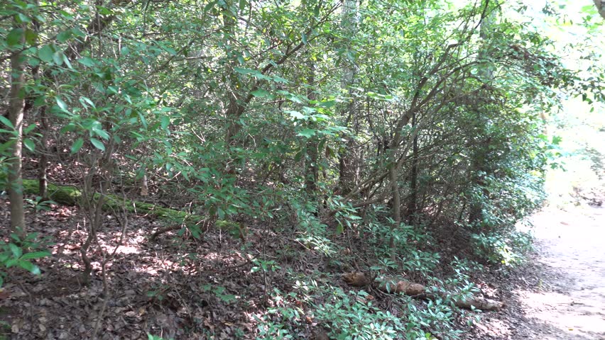 Solomons, Maryland, USA A path through the wetlands scenery in the Calvert Cliffs State Park and the Grays Creek on the Chesapeake Bay.