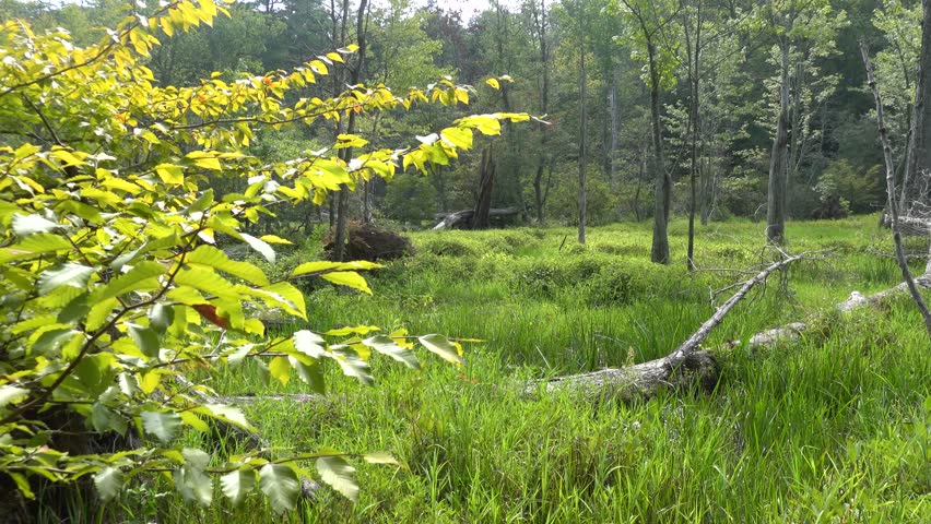 Solomons, Maryland, USA Wetlands scenery in the Calvert Cliffs State Park and the Grays Creek on the Chesapeake Bay. 