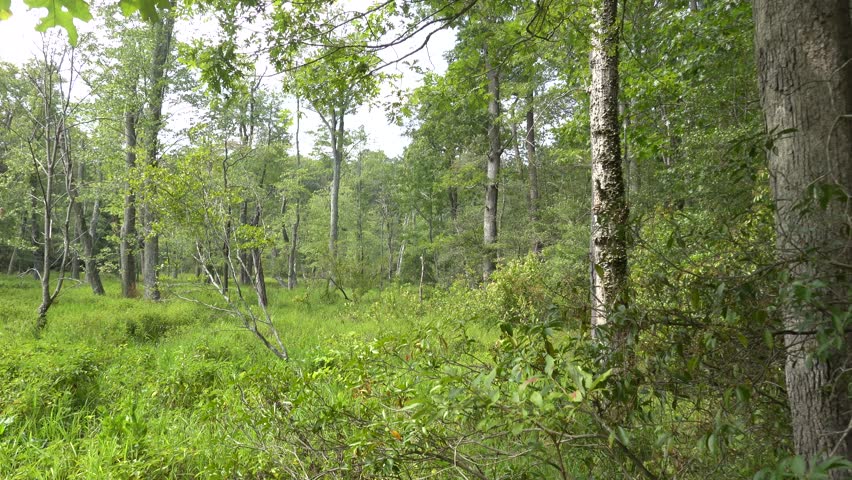 Solomons, Maryland, USA Wetlands scenery in the Calvert Cliffs State Park and the Grays Creek on the Chesapeake Bay. 
