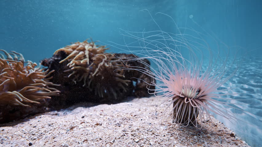 Tube sea anemone lives on bottom of tropical sea among algae corals. Unusual amazing colorful purple anemone in aquarium. Anemone catches plankton with its long tentacles. Marine underwater life