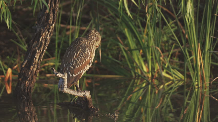 Juvenile Black-crowned Night Heron Illuminated by the First Morning Sunlight