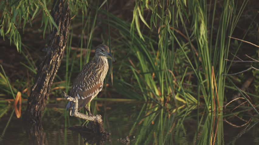 Juvenile Black-crowned Night Heron Illuminated by the First Morning Sunlight