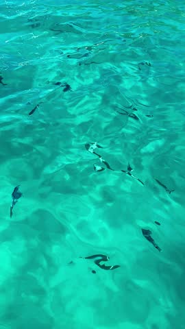 Fish swimming in cristal clear water 