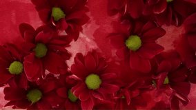 Red chrysanthemum flowers move in the water. Tiny chrysanthemum blossoms float in the water. Red chrysanthemum blooms on a scarlet background. Slow motion - Powered by Shutterstock - Get 15% off with code: PIKWIZARD15