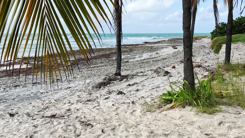 Beautiful Cuban beach in Varadero, Cuba. Ocean waves through the branches of a palm tree. A sprawling palm tree on the ocean shore. Turquoise waves on a sandy beach with snow-white sand. 4K Video
