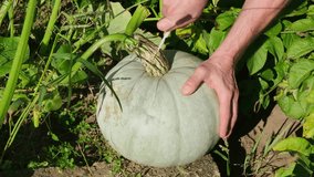 Male farmer harvesting grey pumpkin in the field - Powered by Shutterstock - Get 15% off with code: PIKWIZARD15