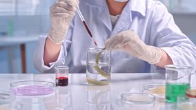 A scientist pours red solution into a lock of hair is dipped, while other chemicals are placed in transparent laboratory containers. Video template for hair product advertisement. - Powered by Shutterstock - Get 15% off with code: PIKWIZARD15
