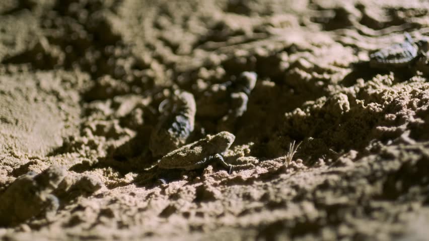 Captured under the stars, this footage shows loggerhead turtles hatching at Mon Repos Beach, Queensland. Watch as these endangered hatchlings make their way to the sea.