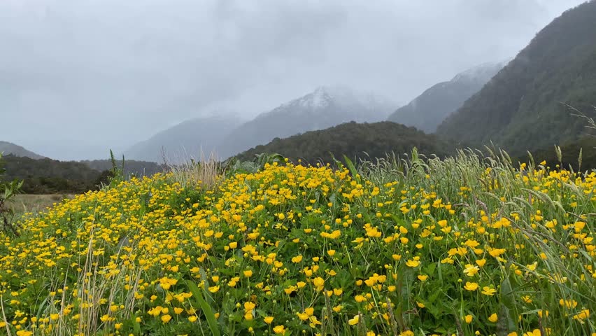 Some beautful wildflowers deep into the Milford Sound fjordlands. Such a stormy day!