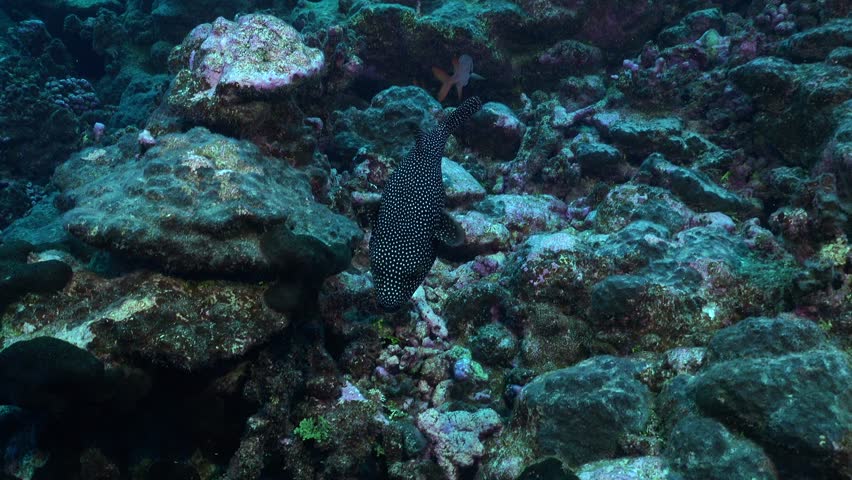 Guineafowl Pufferfish on coral reef in French Polynesia