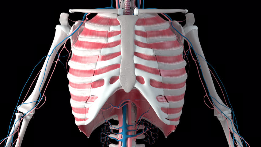 This 3d animation shows the heartbeat and breathing inside the ribcage